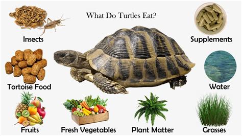 What Do Turtles Eat Feeding Nature
