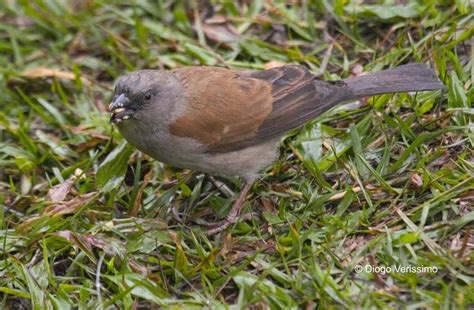 Calphotos Passer Griseus Grey Headed Sparrow Sparrow Grey Headed