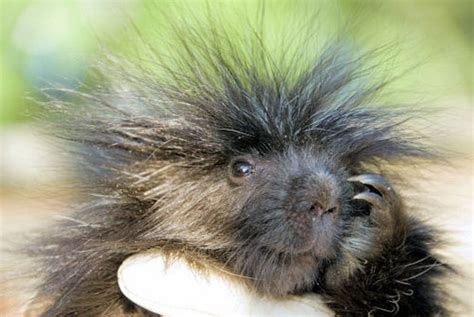 Cute Baby Porcupines 34 Pics