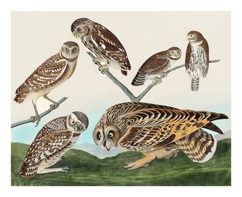 Vintage Art Owls Illustration Free Stock Photo Public Domain Pictures