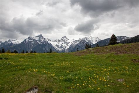 Untouched Landscapes In The Austrian Alps With Yellow Flowers On A
