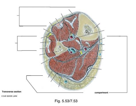 Transverse Section of Leg
