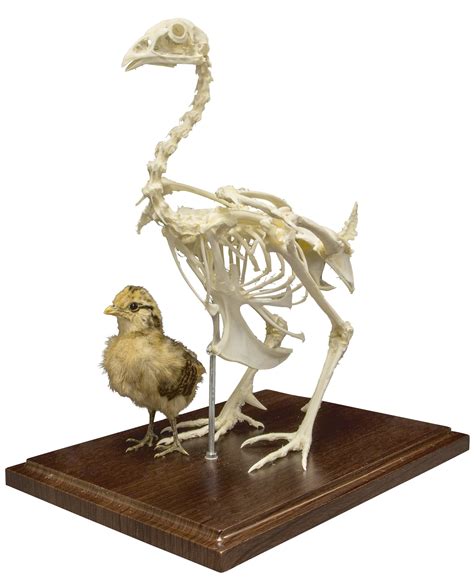 Real Chicken Skeleton Economy — Skulls Unlimited International Inc