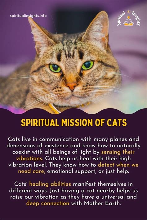 The Spiritual Mission Of Cats And Their Healing Powers Cat Spirit