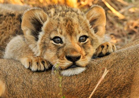 Baby Lions More Than Just Savanna Princes Africa Freak Cute