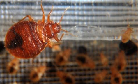 The American City With The Most Bed Bugs The Hill