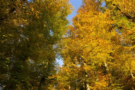 Autumn Forest And Trees With Colorful Leafs Stock Image Image Of