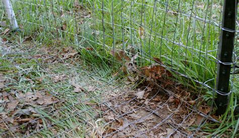 If not, the fox has probably learned to associate people with food (likely because someone. Keep Chicken Safe From Foxes