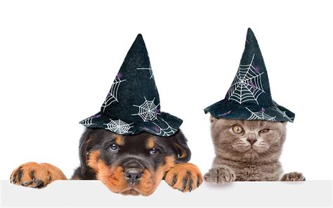 Dog Cat Halloween Wallpapers Top Free Dog Cat Halloween Backgrounds