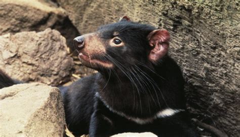 Descarga maravillosas imágenes gratuitas sobre demonio de tasmania. Demonio de Tasmania: El diabólico posible salvador de los ...