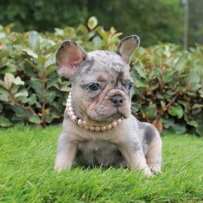 The french bulldog breed originally came to the united states with groups of wealthy americans who came across them and fell in love while touring europe in the late 1800s. Merle French Bulldog - Lindor French Bulldogs