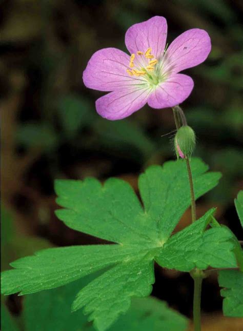 Kentucky Native Plant And Wildlife Plant Of The Week