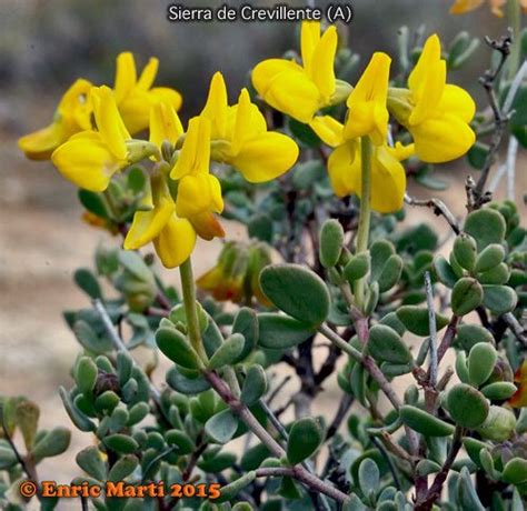 Coronilla Minima Alchetron The Free Social Encyclopedia