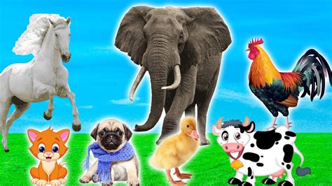 Funny Animal Sounds Elephant Cow Chicken Horse Duck Dog Cat