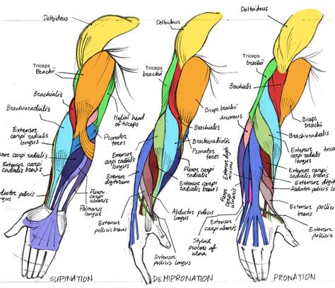 Human Arm Muscles Anatomía Del Esqueleto Humano Anatomia Humana