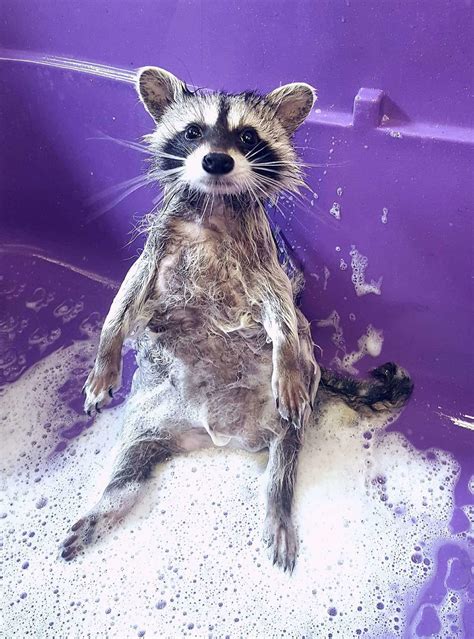 Trash Pandas Guaranteed To Brighten Your Day