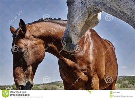 Horse With Ears Pinned Back Stock Photo Image 60501688