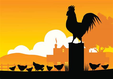 Crowing Rooster Sunrise Illustrations Royalty Free Vector Graphics