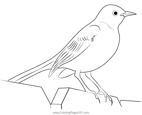 Northern Mockingbird Coloring Page For Kids Free Mockingbirds
