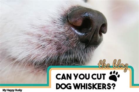 We would manage, but it would be more difficult and we'd lose so much of our sensory perception. Should You Cut or Trim Dog Whiskers? A Full Whisker Guide ...