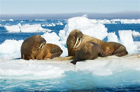 Walrus On Ice Floe Greenland Walrus Climate Change Wilderness