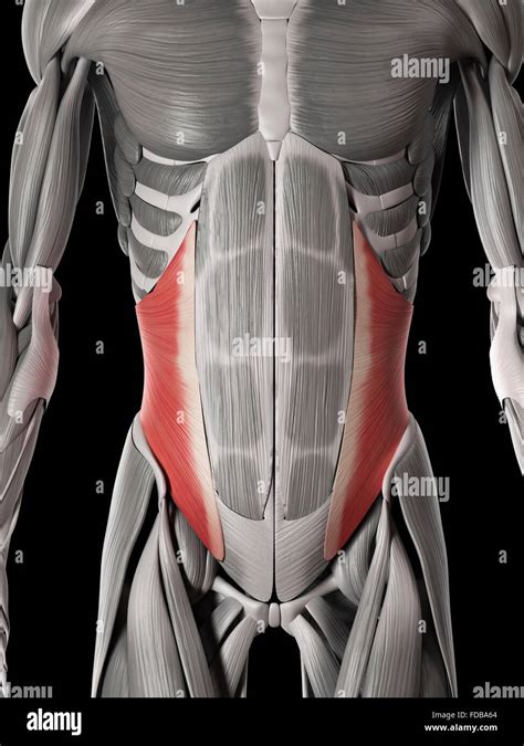 Human Abdominal Muscles Internal Oblique Illustration Stock Photo