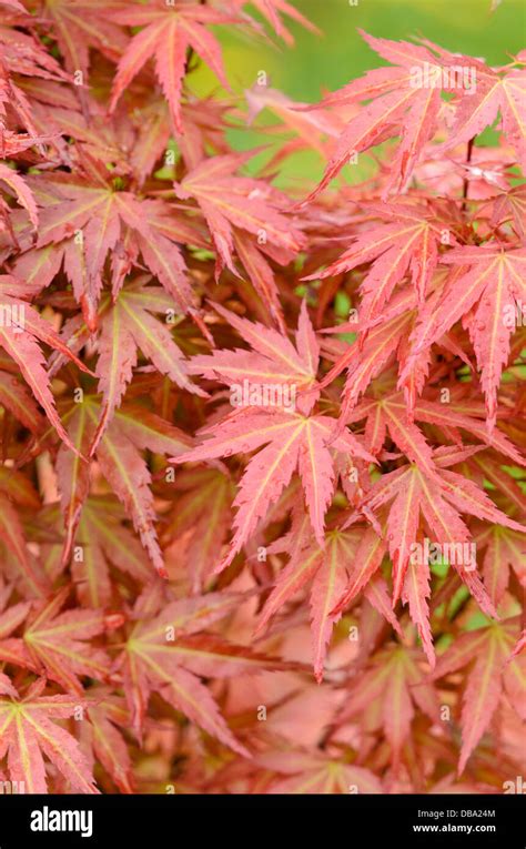 Japanese Maple Acer Palmatum Wilsons Pink Dwarf Stock Photo Alamy