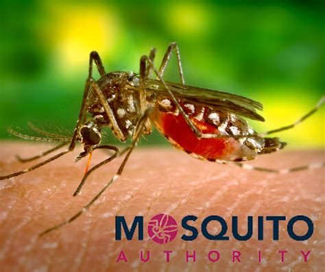 Mosquito Borne Illness Zika Virus