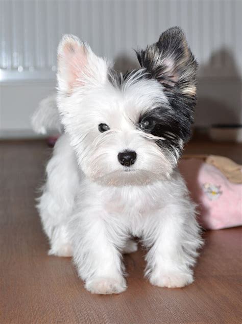 Puppy Yorkshire Terrier Biewer Stock Photo Image Of Pretty White