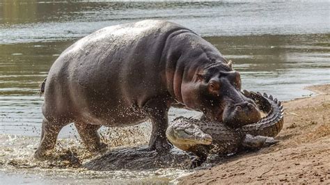 Hippo Vs Crocodile Dramatic Snaps Show Protective Beast Attacking