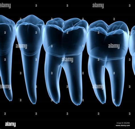 Dental Anatomy Of Mandibular Human Gum And Teeth Xray View Medically Accurate Tooth 3d