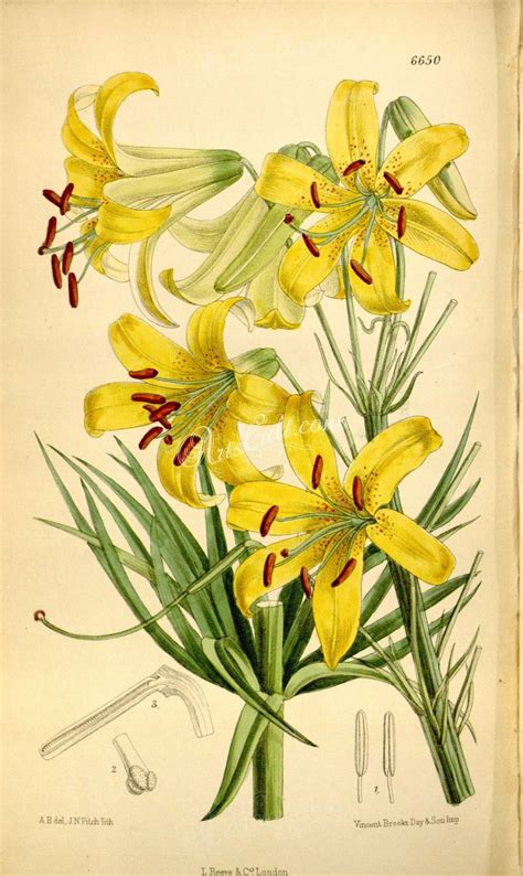 Yellow Flowers Lilium Parryi X Botanical