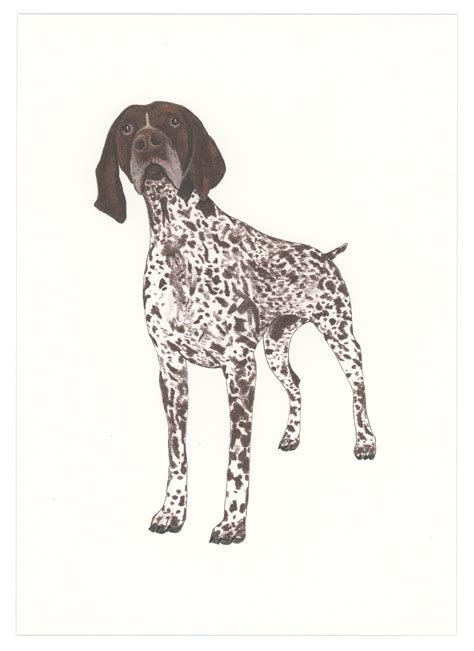 German Shorthaired Pointer Art Print By Goodpostage On Etsy Art