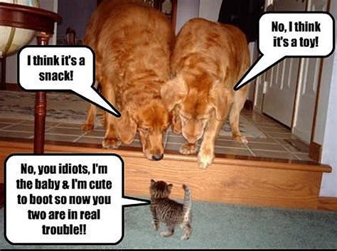 Cat And Dog Funny Animal Humor Photo 19955364 Fanpop