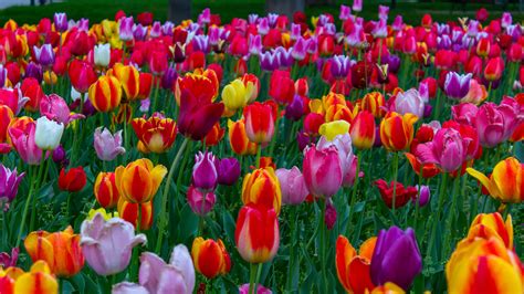 Desktop Wallpaper Tulip Colorful Flowers In Field Hd Image Picture