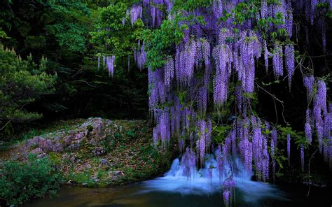 Download Purple Flower Waterfall Stream Tree Nature Wisteria Hd Wallpaper