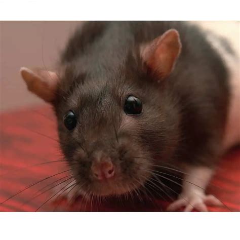 Creating A Healthy Pet Rat Diet For Your Rat Rodent Friends