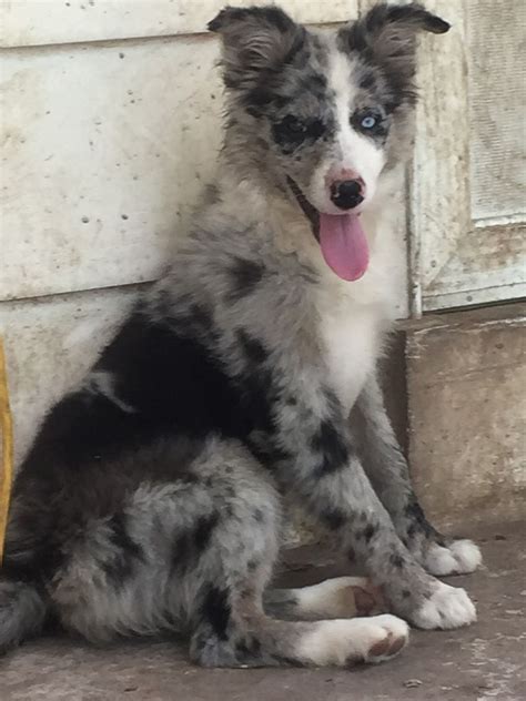 49 Blue Merle Border Collie Puppies For Sale In Georgia Photo