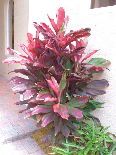 Cordyline, hawaiian ti plant, good luck… join our friendly community that shares tips and ideas for gardens, along with seeds and plants. Jupiter Real Estate and Lifestyle: Hawaiian Ti brings ...