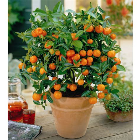 Garden Paradise How To Grow Oranges Indoors With A Dwarf Orange Tree