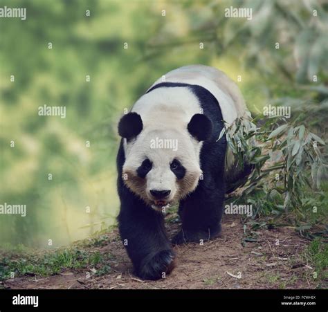 Giant Panda Bear Walking In The Woods Stock Photo Alamy