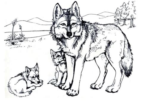 Drucke diese wolf ausmalbilder kostenlos aus. Ausmalbilder Wolf Malvorlagen ausdrucken 1