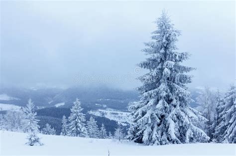 Spruce Tree Forest Covered By Snow In Winter Landscape Stock Image