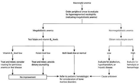 Macrocytosis And Macrocytic Anemia Medical Laboratories