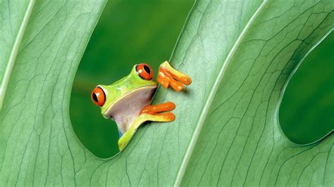 1920x1080 Green Frog Animals Amphibian Leaves Red Eyed Tree Frogs