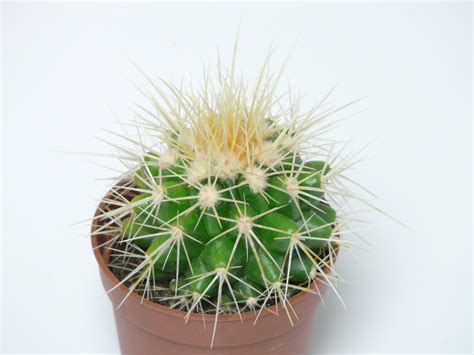 Idealmente, lo haría con pinzas, aunque si las echa de menos depiladora de cera al igual que con el pegamento, el depilador de cera untado en la piel saca las espinas del cactus mejor que la cinta adhesiva. Fotos gratis : espinoso, flor, verde, botánica, Cariófilos ...