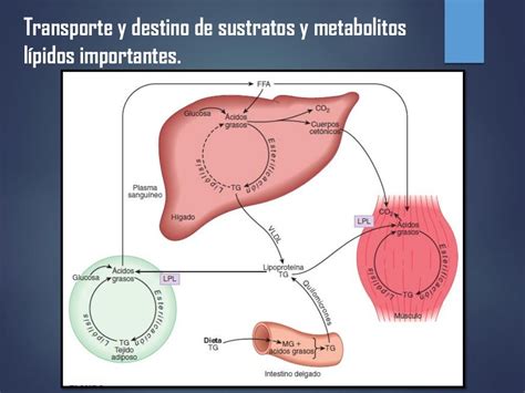 Metabolismo