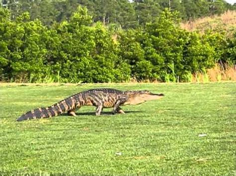 Gators can outrun a horse for the first 40 yards. Alligator Chase - YouTube