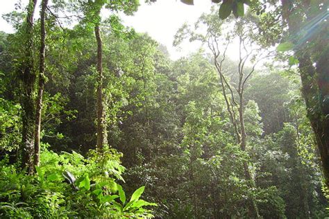 Environmental Monitor Study Shows Tropical Forests Are