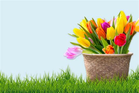Tulips In Basket Free Stock Photo Public Domain Pictures